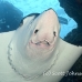 ray_eagle_dr_ci_h_0097_cos3937_face.jpg